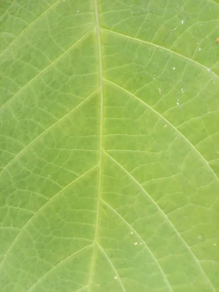 Вид Зеленый Лист Близко — стоковое фото