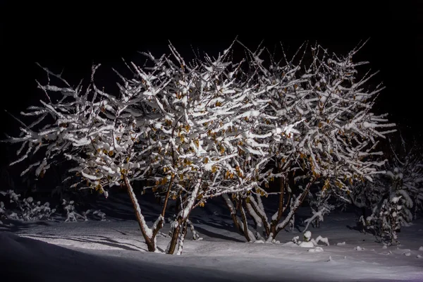 林树在雪中 — 图库照片