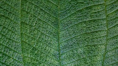 İç desenli yeşil tropikal yaprak
