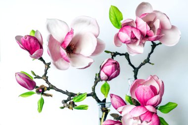 Sakura çiçekleri açıyor. Sakura tomurcukları açılıyor