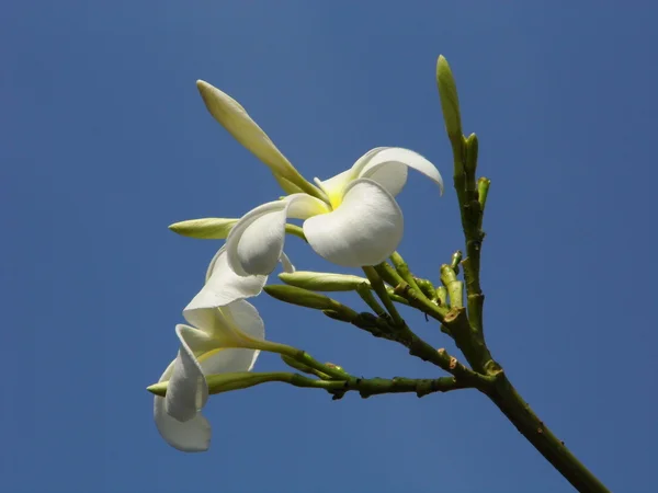 Plumeria bílá květina s modrou oblohou — Stock fotografie