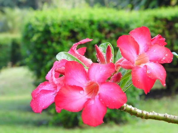 Rose du désert fleur avec rosée du matin — Photo