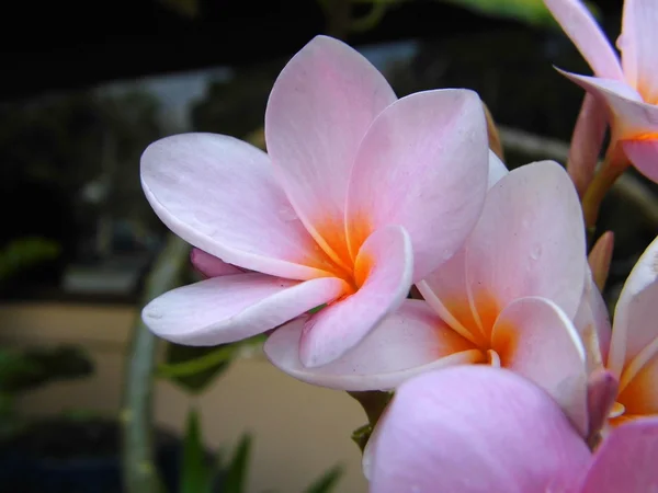 Rózsaszín pluméria virág — Stock Fotó