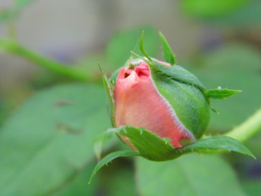 Abraham darby çiçek açan gül