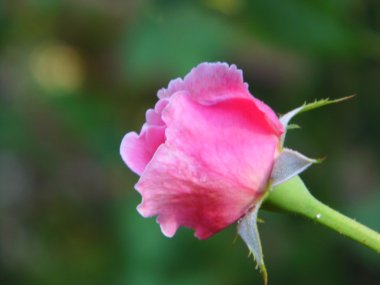 Pembe Gül bahçesinde çiçek açan