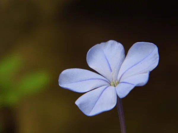 Capo leadwort o fiore di plumbago blu — Foto Stock