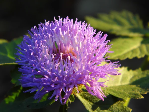 Ageratum flower with evening light — Stock Photo, Image