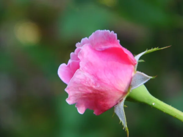 Blooming of pink rose in garden — Stock Photo, Image
