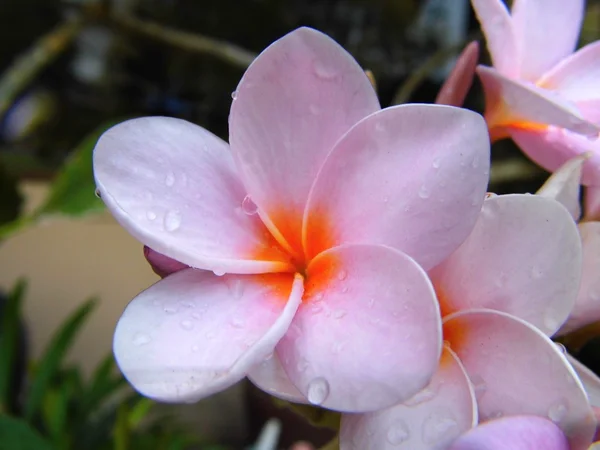 Pink plumeria flower — Stock Photo, Image