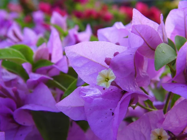 Bougainvillea ดอกไม้หรือที่เรียกว่ากระดาษ ดอกไม้ — ภาพถ่ายสต็อก