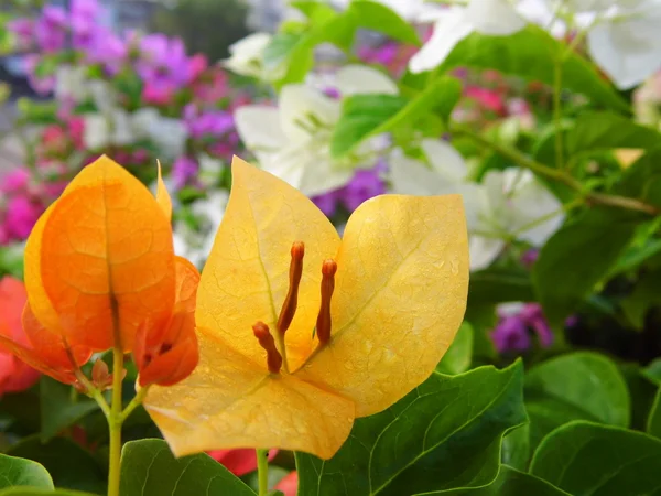 Flor de buganvília ou flor de papel chamada — Fotografia de Stock