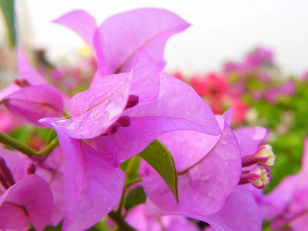 Flor de buganvília ou flor de papel chamada — Fotografia de Stock