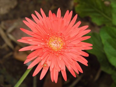 gerbera çiçek