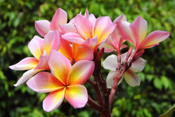Plumeria lub frangipani kwiat — Zdjęcie stockowe