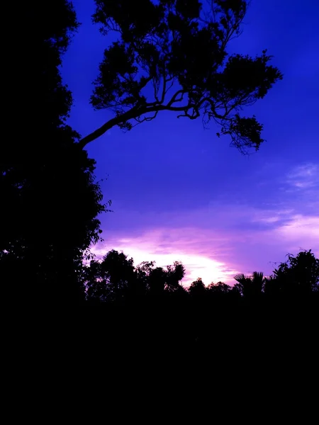 Dawn'la birlikte ağaç