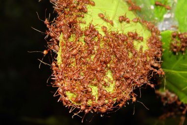 yaprak üzerinde kırmızı karınca