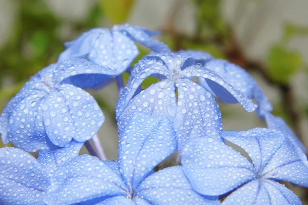 Capo leadwort o fiore di plumbago blu — Foto Stock