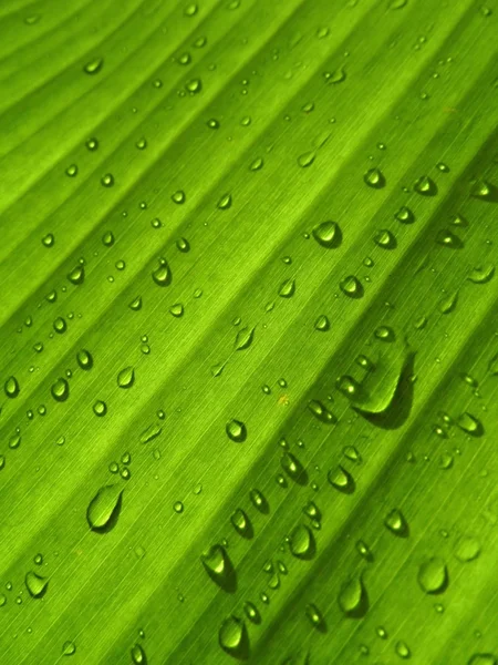 下的香蕉叶背景与雨滴 — 图库照片#