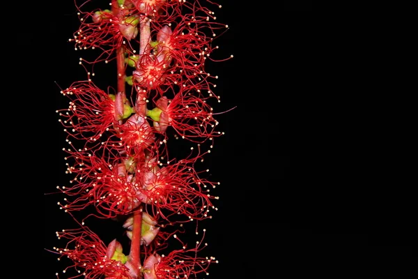 Bloom indické dubu nebo sladkovodní Mangrove — Stock fotografie