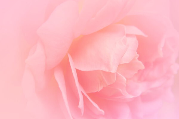 Blurred rose background with color filter effect