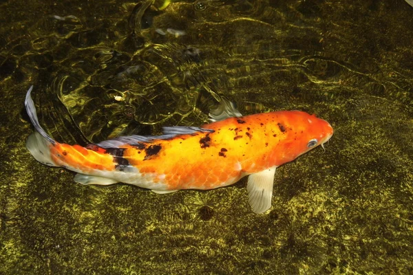 Close-up de carpa koi na lagoa — Fotografia de Stock