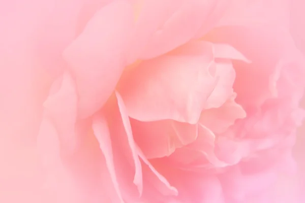 Rose floue avec effet filtre couleur — Photo