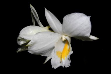 Siyah arkaplanda beyaz orkide çiçeği