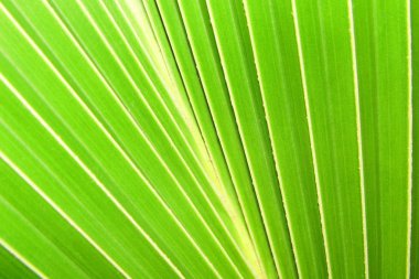 Yeşil Hindistan cevizi yaprak arka plan