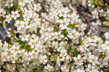 Kiraz çiçekleri yakın çekim