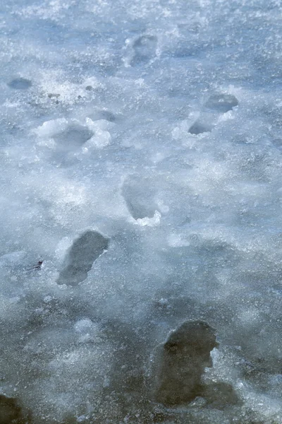 Footprints in ice — Stock Photo, Image