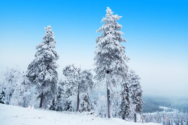 Tre abeti . — Foto Stock