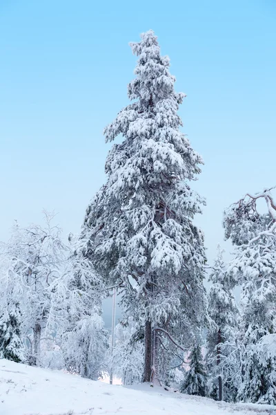 Tanne mit Schnee bedeckt — Stockfoto