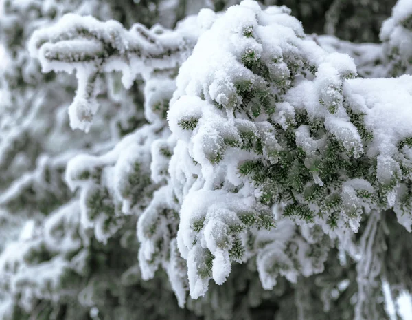 FIR kivster. — Stockfoto