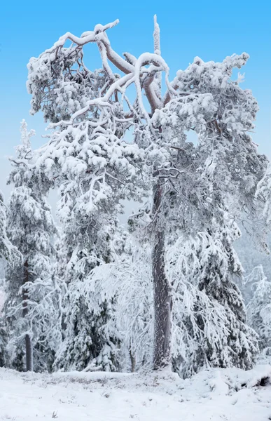 Fir with a broken crown.