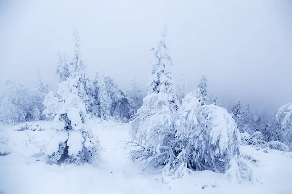 Foresta delle fiabe — Foto Stock