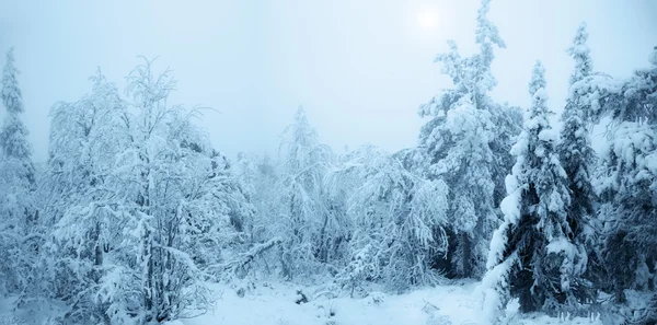 Märchenhafter schneebedeckter Wald. — Stockfoto