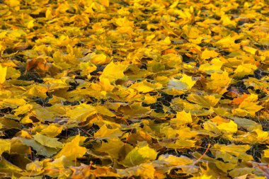 çimenlerin üzerinde düşen sonbahar yaprakları