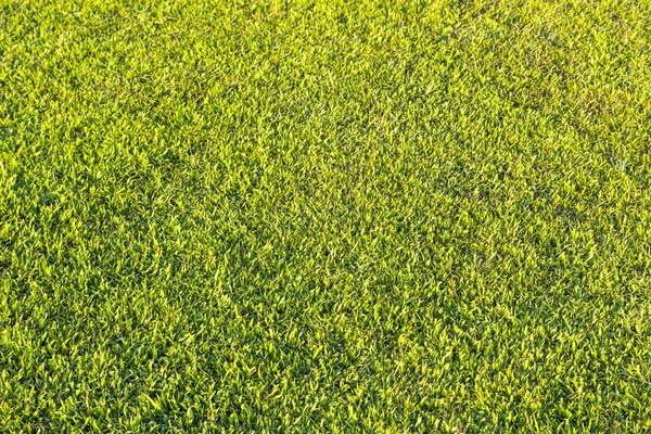 Mowed grassland, lawn in sunset light — Stock Photo, Image