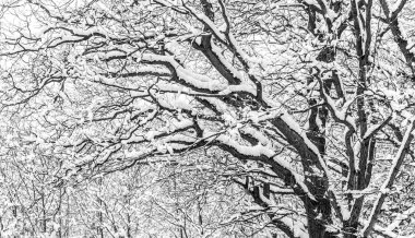 Karla kaplı ağaç dalları.