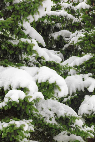 Snötyngda grenar av julgran — Stockfoto