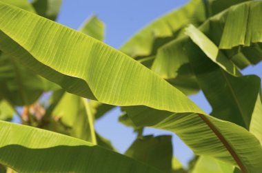 Yeşil muz yaprakları ağaç üzerinde