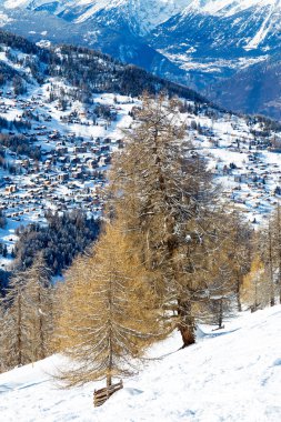Melez (bitki) arka planda bir dağ köyü