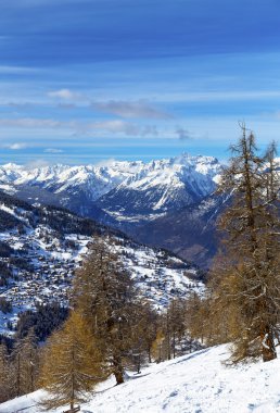 Larchs