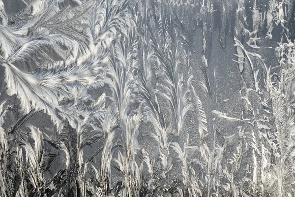 De vorst — Stockfoto