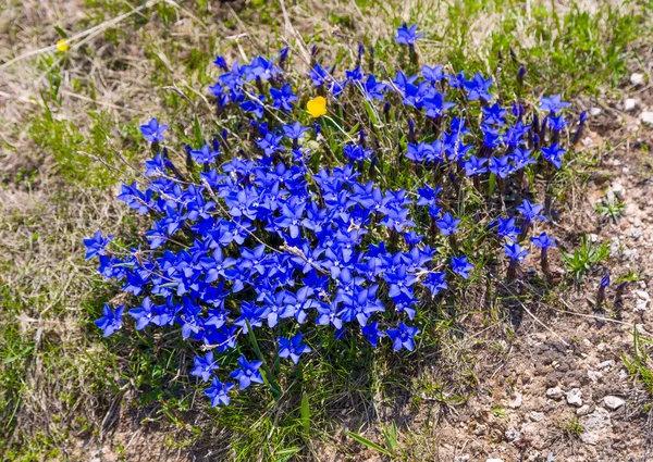 Genciana Primavera — Fotografia de Stock