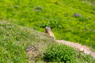 Marmot peeps out of the hole in an alpine meadow clipart
