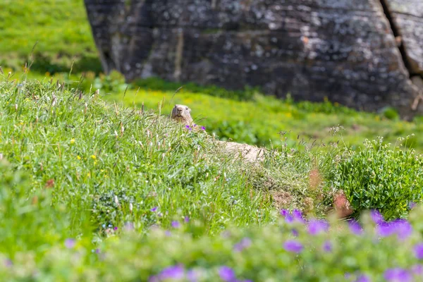 Marmot peeps uit het gat — Stockfoto