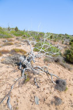çıplak zemin kuru ağaç