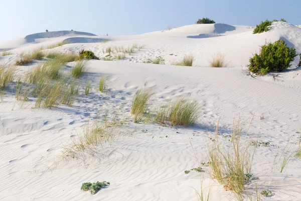 Vegetationen sanddyner. — Stockfoto