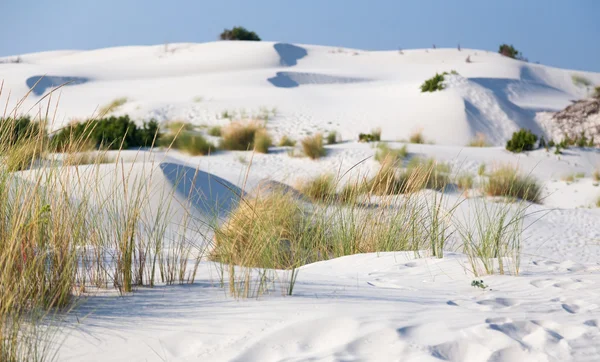 Gras groeit uit het zand — Stockfoto